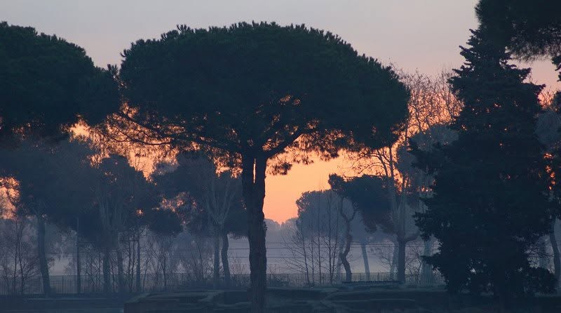 La moria dei pini a Ostia e il clima globale: perch� guardiamo il dito e non la Luna?